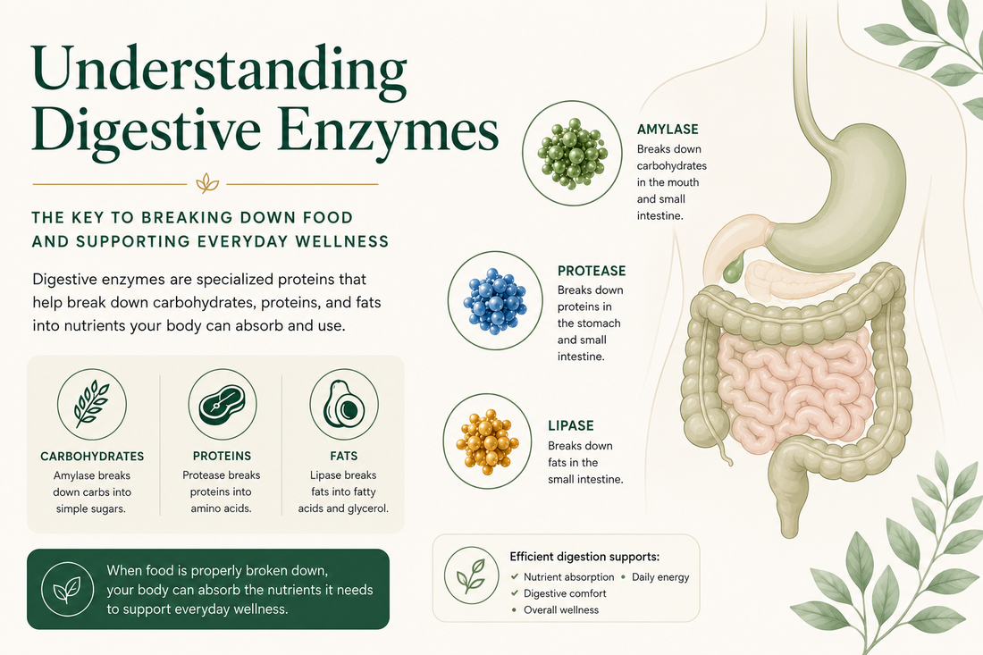 Understanding Digestive Enzymes: Why They Matter for Healthy Digestion