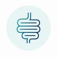 The Role of Digestive Enzymes